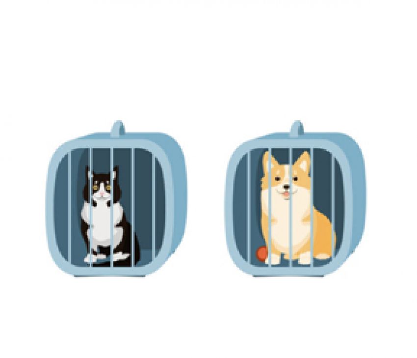 Live Animal (Pet) Transportation