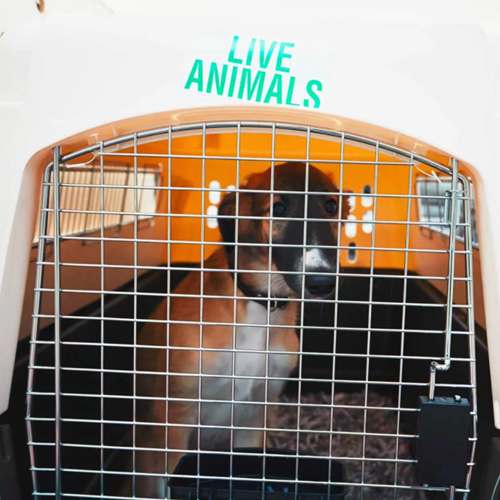 Your Pet is Our Guest